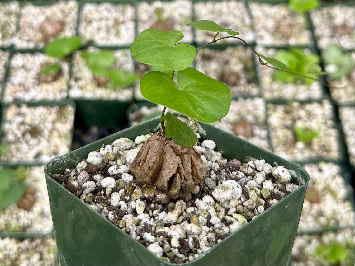 3 in Dioscorea Elephantipes Elephant ins Foot Exotic Rare Seedlings in pot