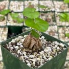 3 in Dioscorea Elephantipes Elephant ins Foot Exotic Rare Seedlings in pot