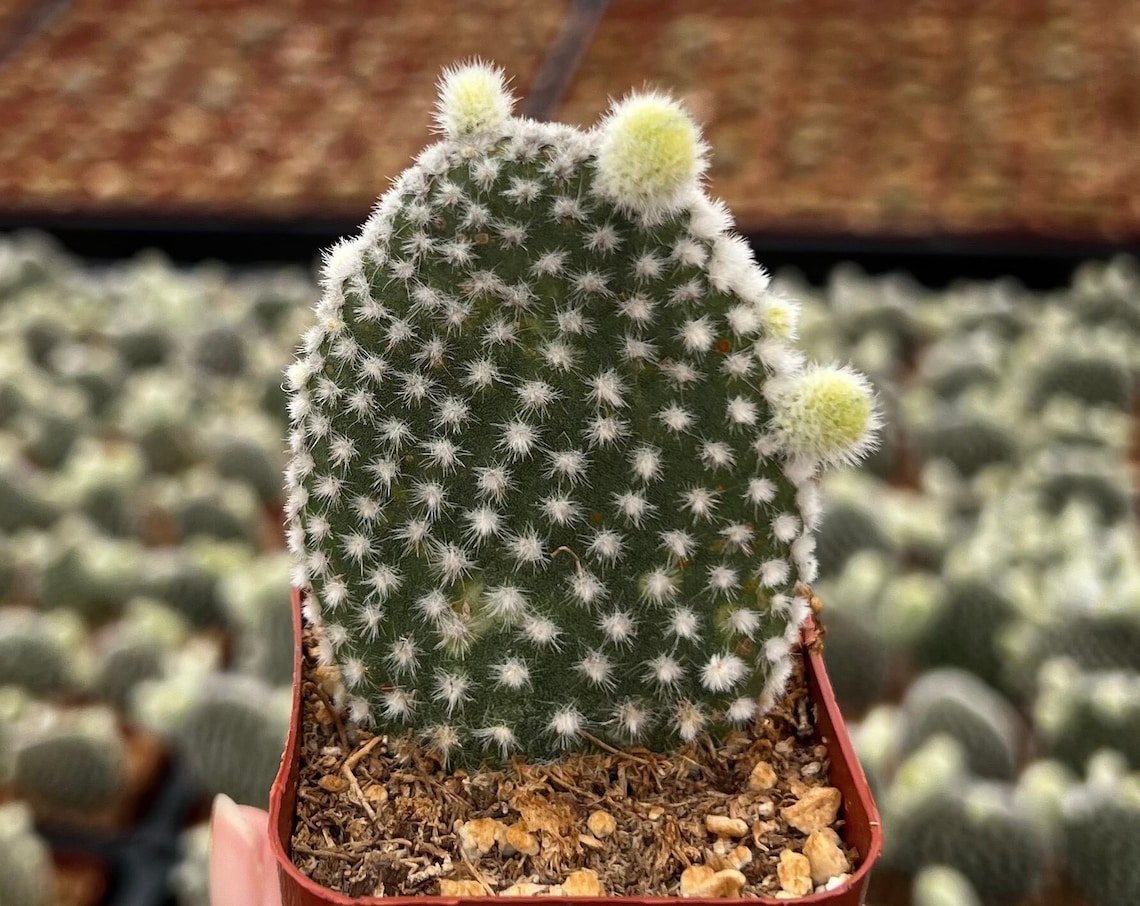 2 in Opuntia Microdasys Bunny Ear in pot