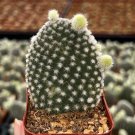 2 in Opuntia Microdasys Bunny Ear in pot