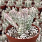 2.5 in Corn Cob Euphorbia Mammillaris Variegated Succulent Pink Rare in pot