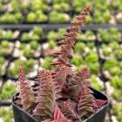 2 in Crassula Pagoda Village Red Succulent Rare in pot