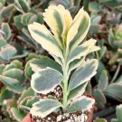 2 in Variegated Lavender Scallop Variegated Kalanchoe Fedtschenkoi in pot