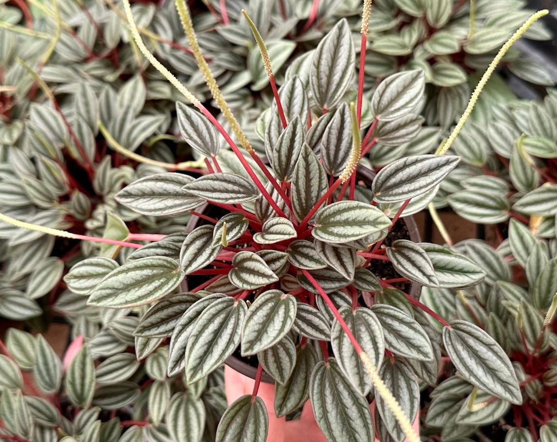 2 in Peperomia Rosso Tropical in pot