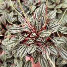 2 in Peperomia Rosso Tropical in pot