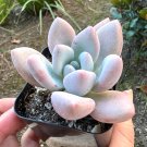 2.5 in Graptoveria Opalina Small Pink Succulent Rare in pot