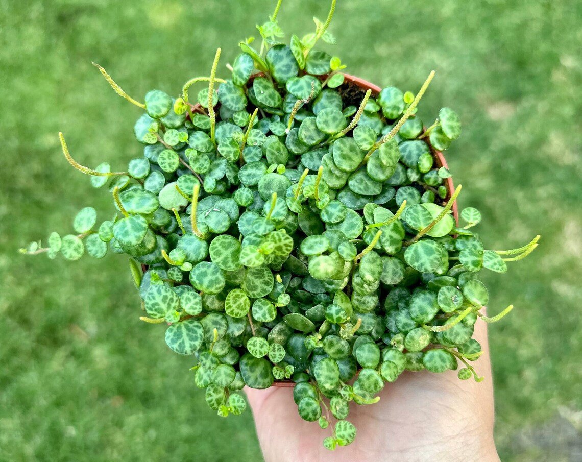 2 in String of Turtles Trailing Succulent Hanging Home Decor in pot