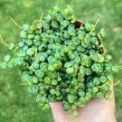 2 in String of Turtles Trailing Succulent Hanging Home Decor in pot