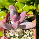 2 in Pachysedum Ganzhou Rare Succulent Pink Succulent Cute Small in pot