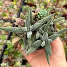 2 in Succulent Fairy Garden Miniature Garden Succulent DIY Arrangement Succulent Mixtures in pot