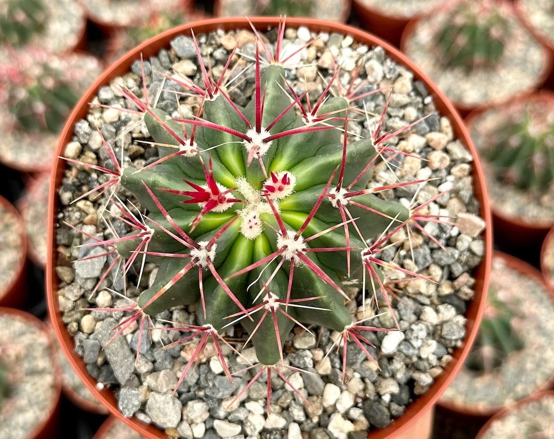2.5 in Devil&acirc;��s Head Horse Crippler in pot