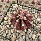 2 in Gymnocalycium Mihanovichii Chin Rare Red Exotic in pot