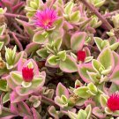 2 in Variegated Baby Sun Rose Ice Pink Succulent Rare in pot