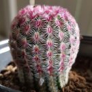 2 in Arizona Rainbow Rainbow Hedgehog Echinocereus Rigidissimus Colorful Pink in pot