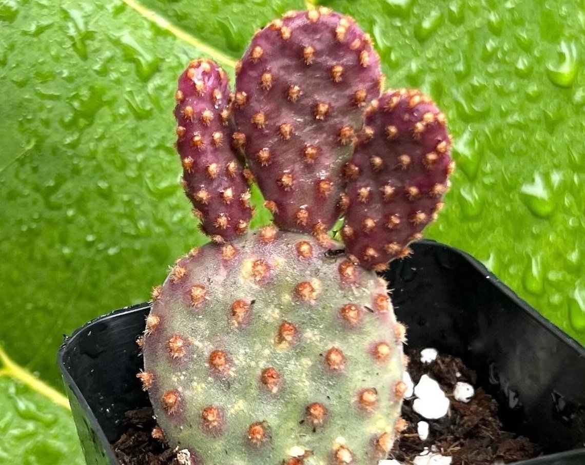 2 in Mini Cinnamon Opuntia Rufida Minima Rare Small Succulent in pot