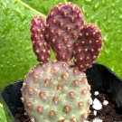 2 in Mini Cinnamon Opuntia Rufida Minima Rare Small Succulent in pot