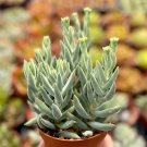 3 in Crassula Mesembryanthemoides Tenelli Miniature Pine Tree ted Succulent in pot