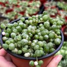 2 in Variegated String of Pearls Trailing Succulent Hanging in pot