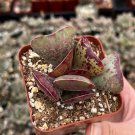 3 in Calico Hearts Rare Succulents in pot