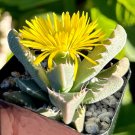 2 in Tiger Jaw Faucaria Tigrina Rare Succulent in pot