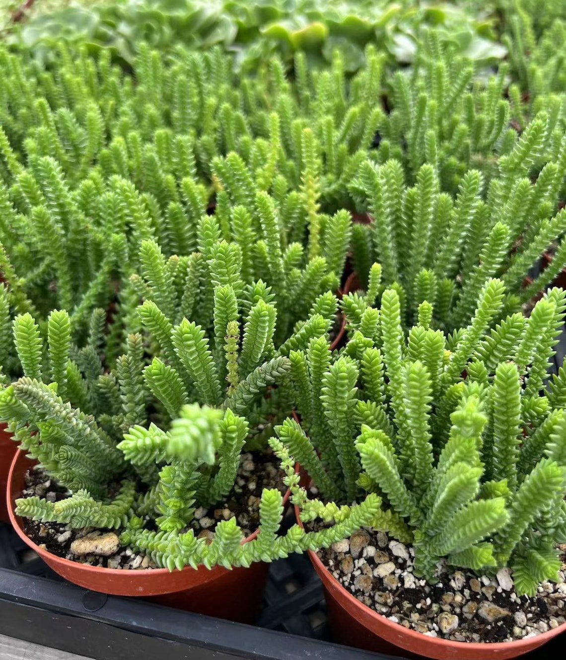 4 in Giant Watch Chain Princess Pine ted Succulent in pot
