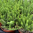 4 in Giant Watch Chain Princess Pine ted Succulent in pot