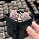 2.5 in Pine Cone Pink Colorful Rare Succulent in pot