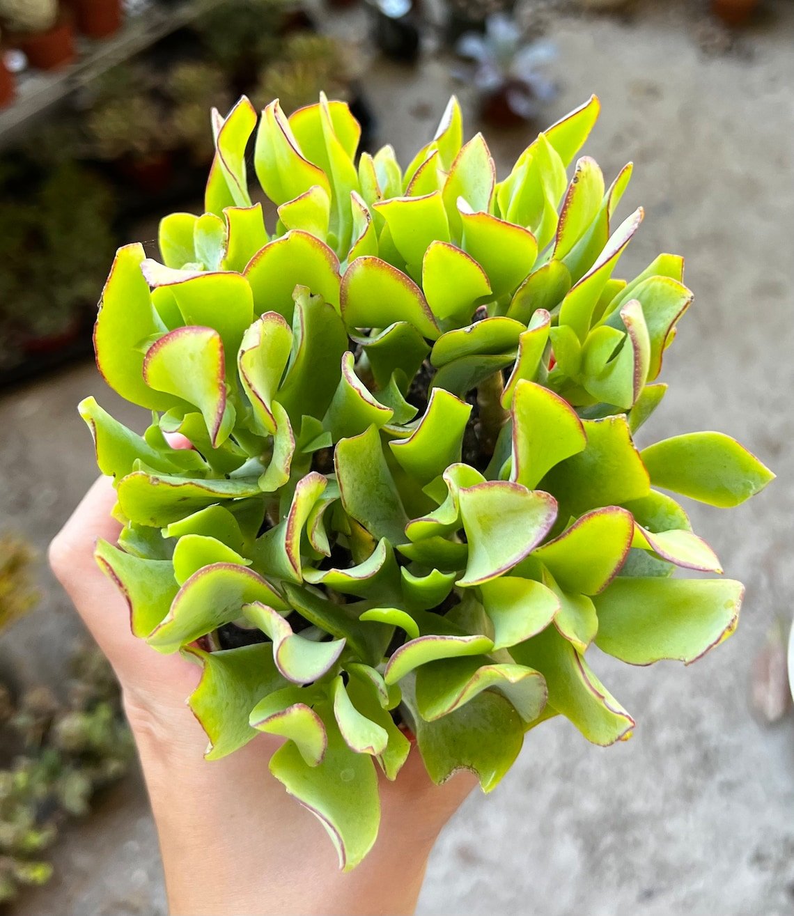 4 in Ripple Jade Silver Dollar Jade Crassula Arborescens Undulatifolia Wavy in pot