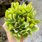 4 in Ripple Jade Silver Dollar Jade Crassula Arborescens Undulatifolia Wavy in pot