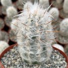 3 in Old Man of the Andes Oreocereus Trollii in pot