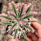 2 in Kalanchoe Pink Butterfly Rare Succulent Variegated Succulent Rooted in pot