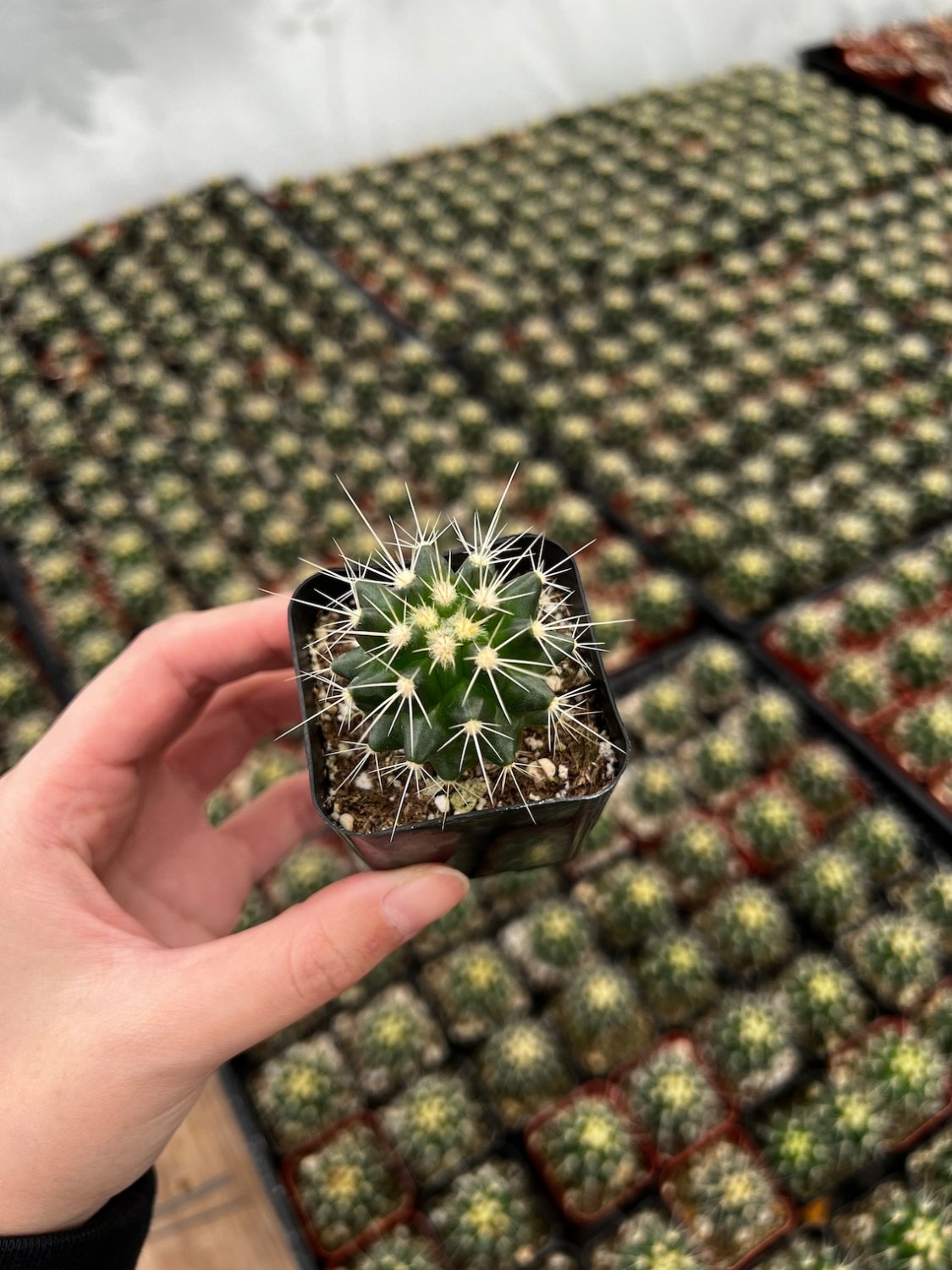 2 in Golden Barrel Echinno Grusonii pot