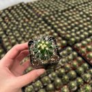 2 in Golden Barrel Echinno Grusonii pot