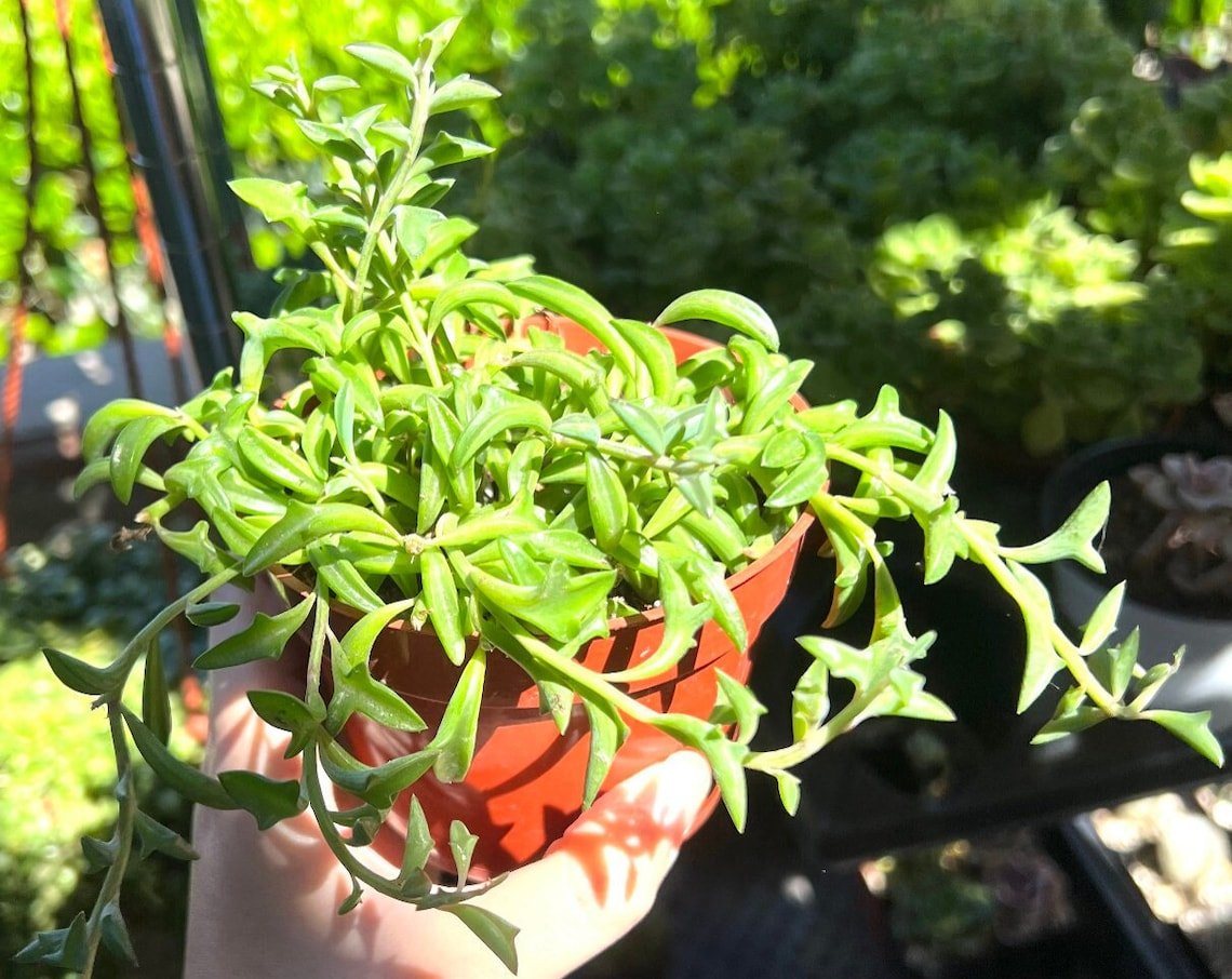 4 in String of Dolphins Trailing Succulent Hanging Succulent in pot
