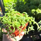 4 in String of Dolphins Trailing Succulent Hanging Succulent in pot