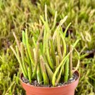 4 in Euphorbia Tirucalli Pencil Fire Sticks Outdoor Gardening Easy Care Succulent Cuttings pot