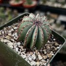 3 in Euphorbia Horrida Boiss Rare Small Succulent in pot