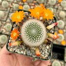 3 in Rebutia Fiebrigii Blooming Ornamental in pot