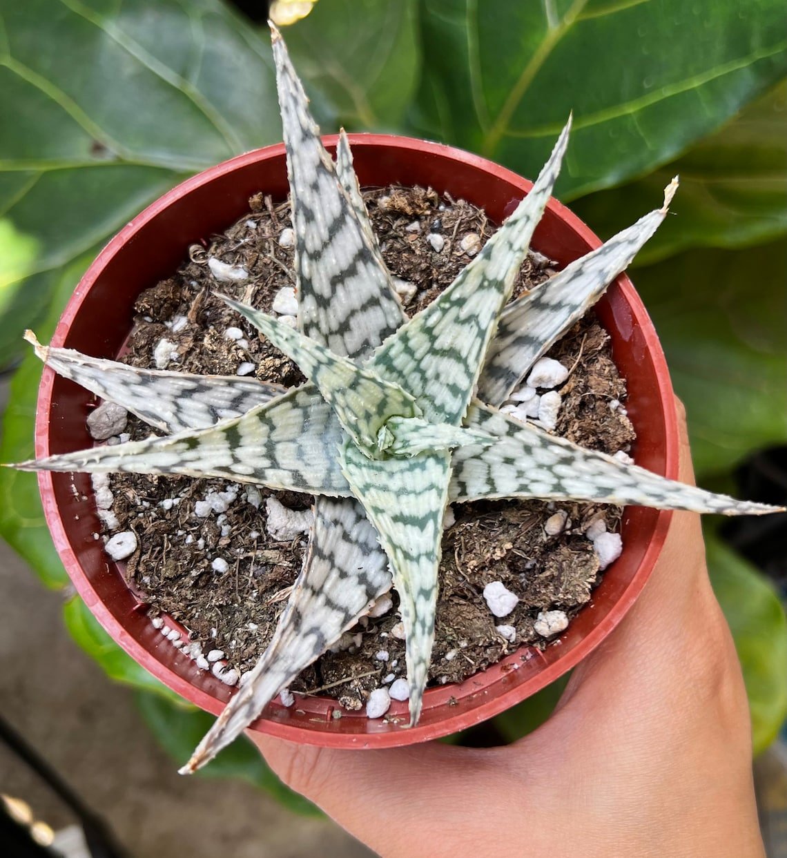 4 in Aloe Blizzard in pot