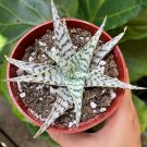 4 in Aloe Blizzard in pot