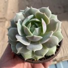 4 in Echeveria Lola Rooted Succulent Easy Care Succulent Drought Tolerant Popular in pot