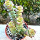 4 in String of Buttons Trailing Succulent in pot