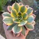 4 in Aeonium Sunburst Pink Succulent in pot