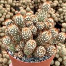 4 in Lady Finger Mammillaria Elongata Cluster in pot