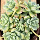 4 in Sedum Clavatum Tiscalatengo Gorge Floral Succulent Rock Garden in pot