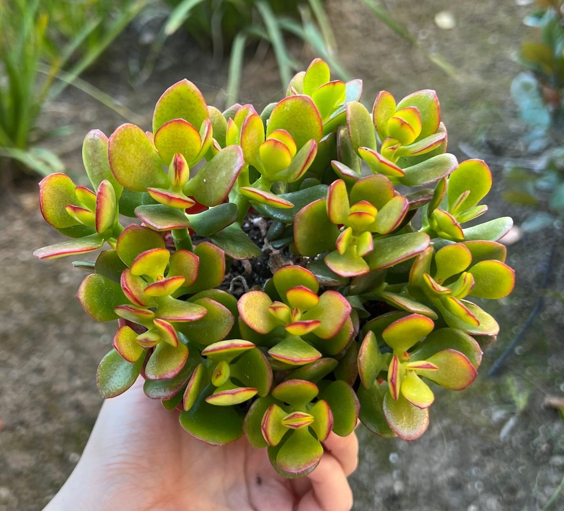 4 in Crassula Ovata Jade Succulent in pot
