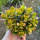 4 in Crassula Ovata Jade Succulent in pot