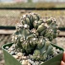 2.5 in Ming Thing Cereus Forbesii Monstrose Rare Small in pot