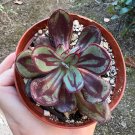 4 in Echeveria Nodulosa Painted Echeveria Rare Succulent Rooted in pot