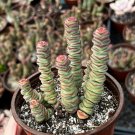 4 in Baby Necklace Crassula Rupestris Rare Succulent in pot